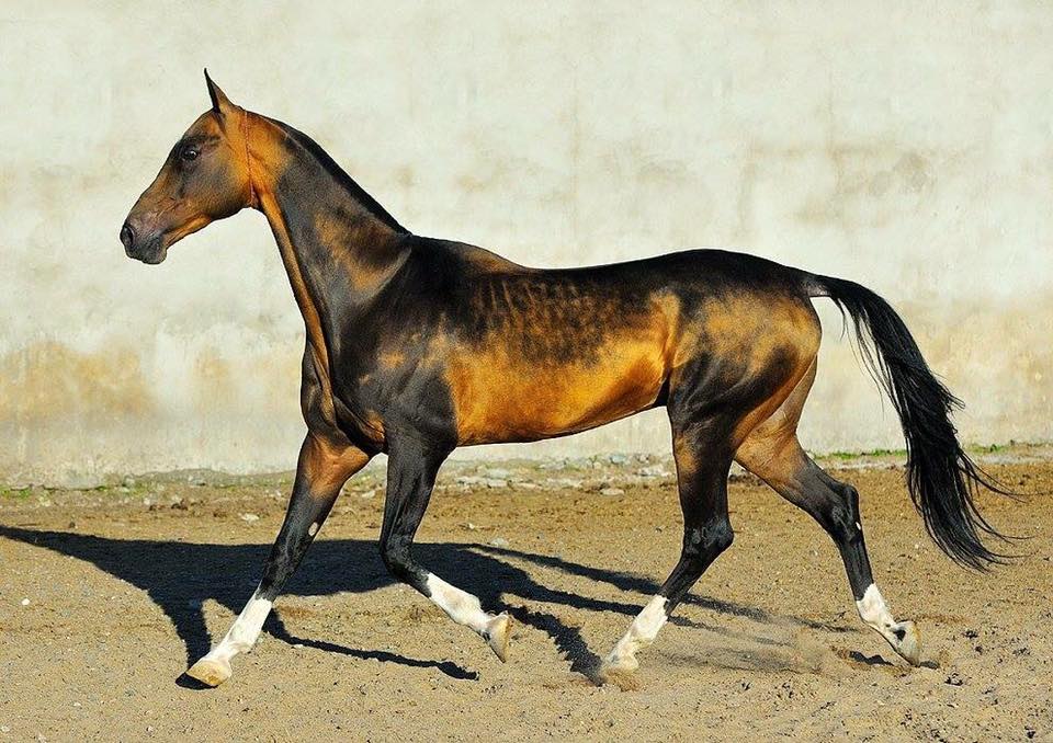 Akhal-Teke Horse Breeders